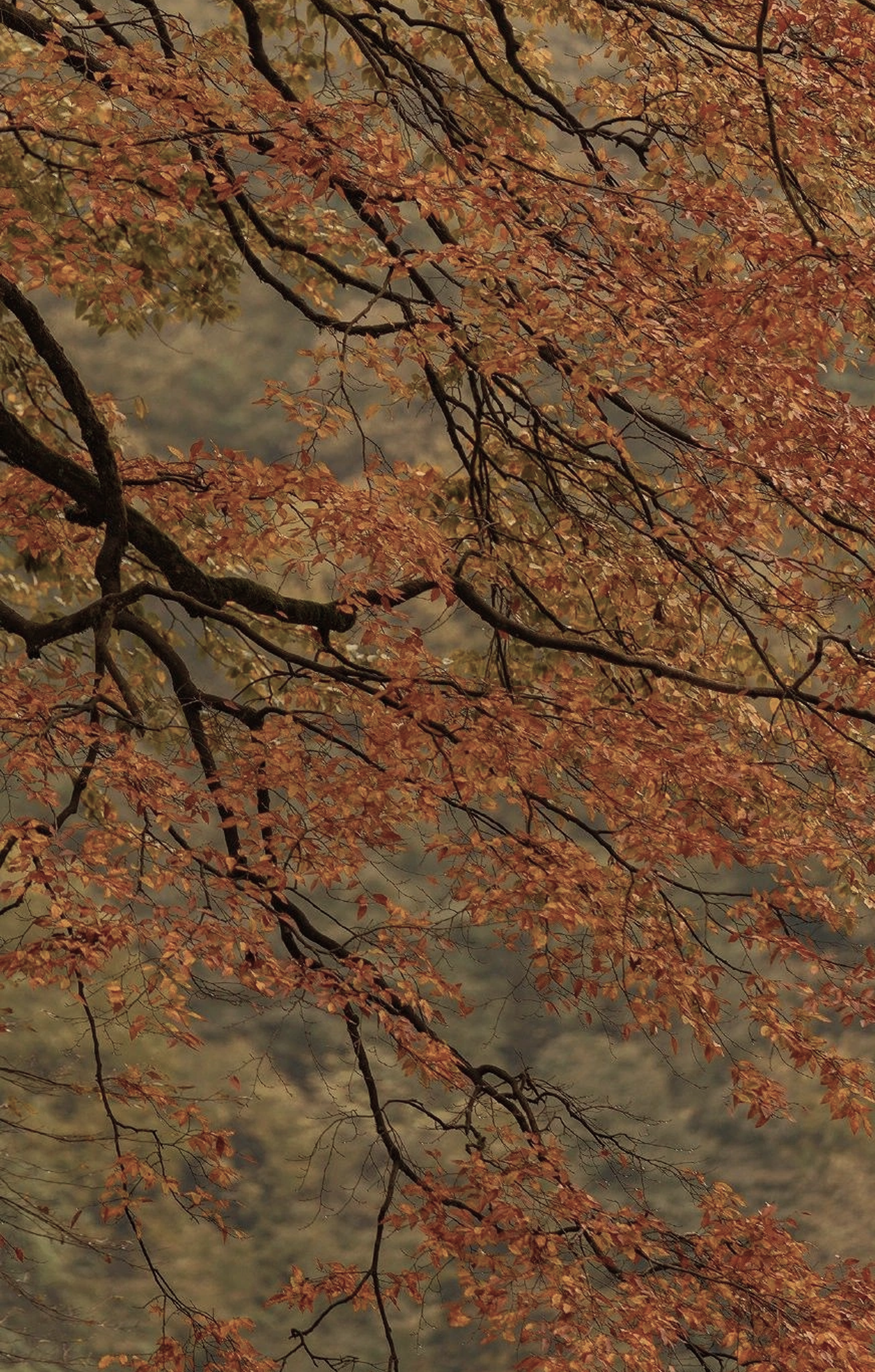 Autumn Equinox Meditation