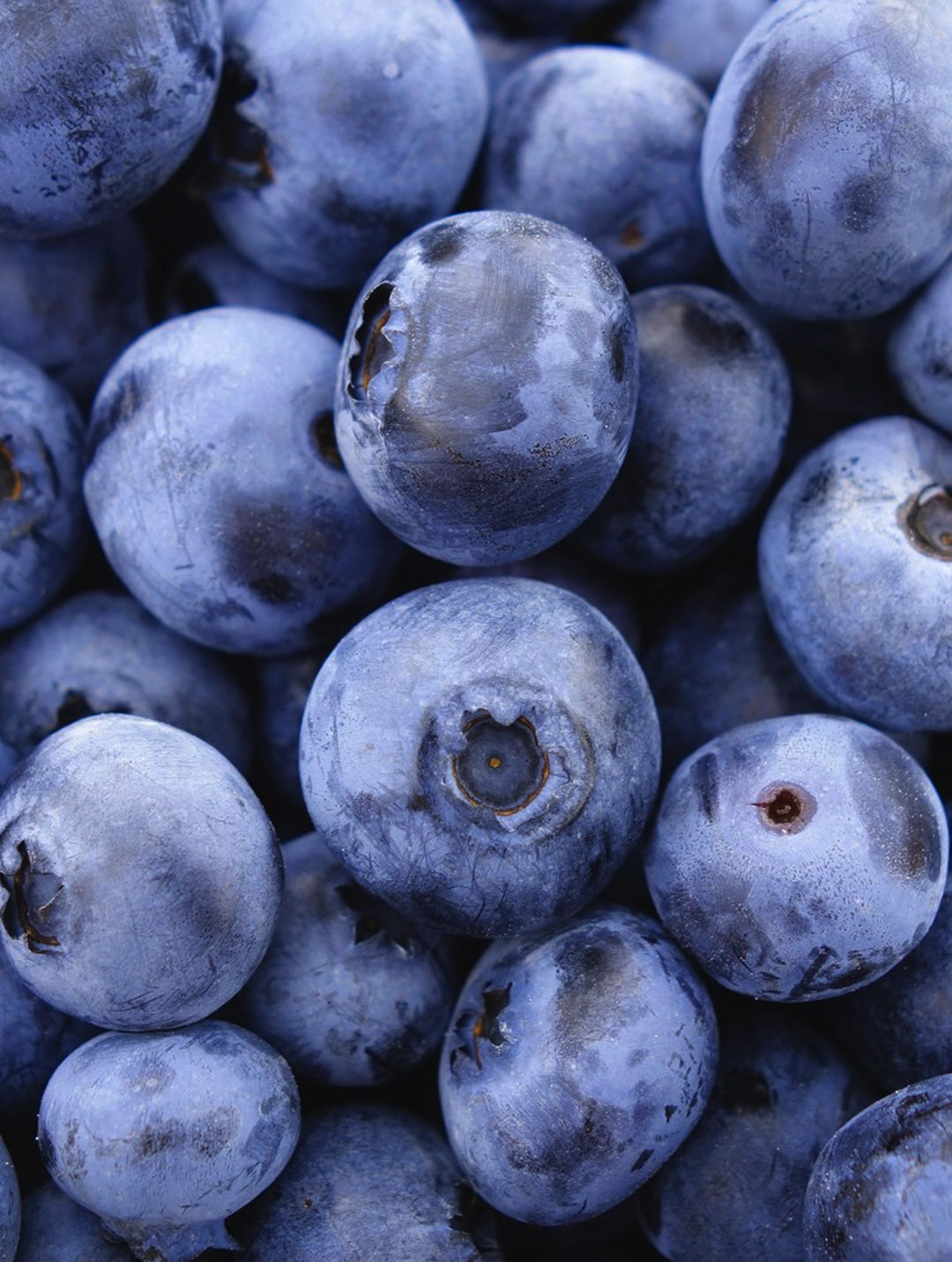 Blueberry and Reishi Chocolate