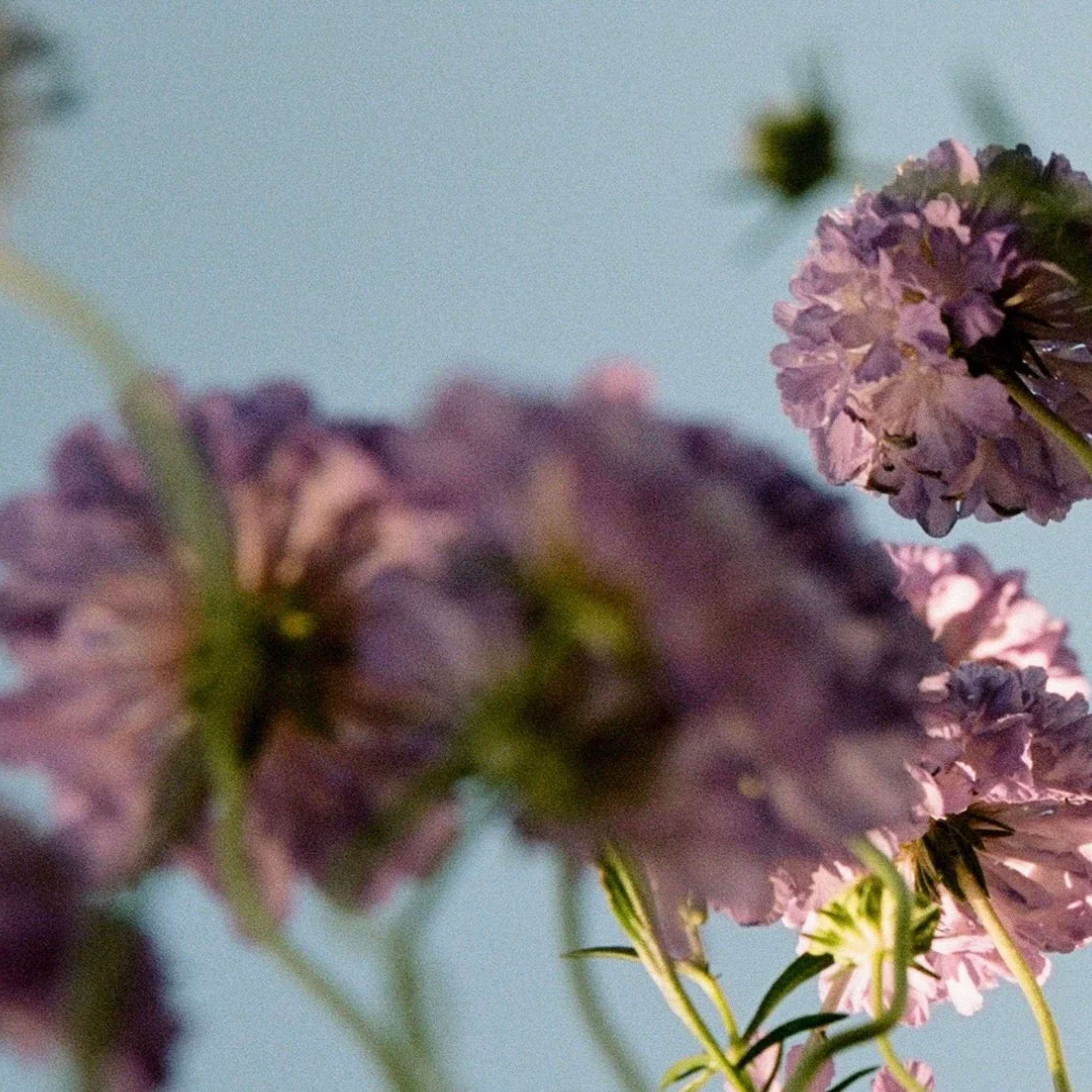 Abel Scene 2 Room Scent