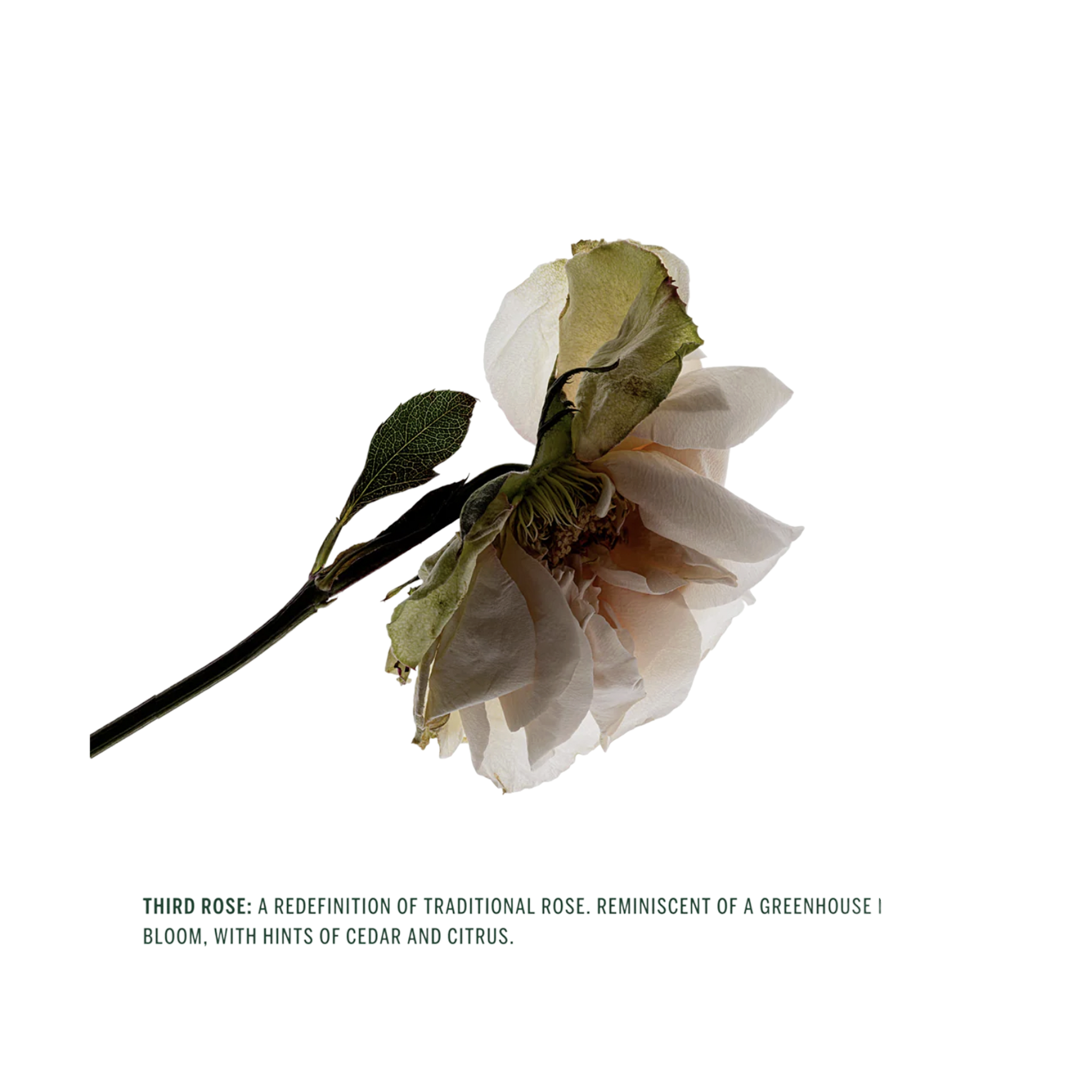 Deodorant Stick - Third Rose