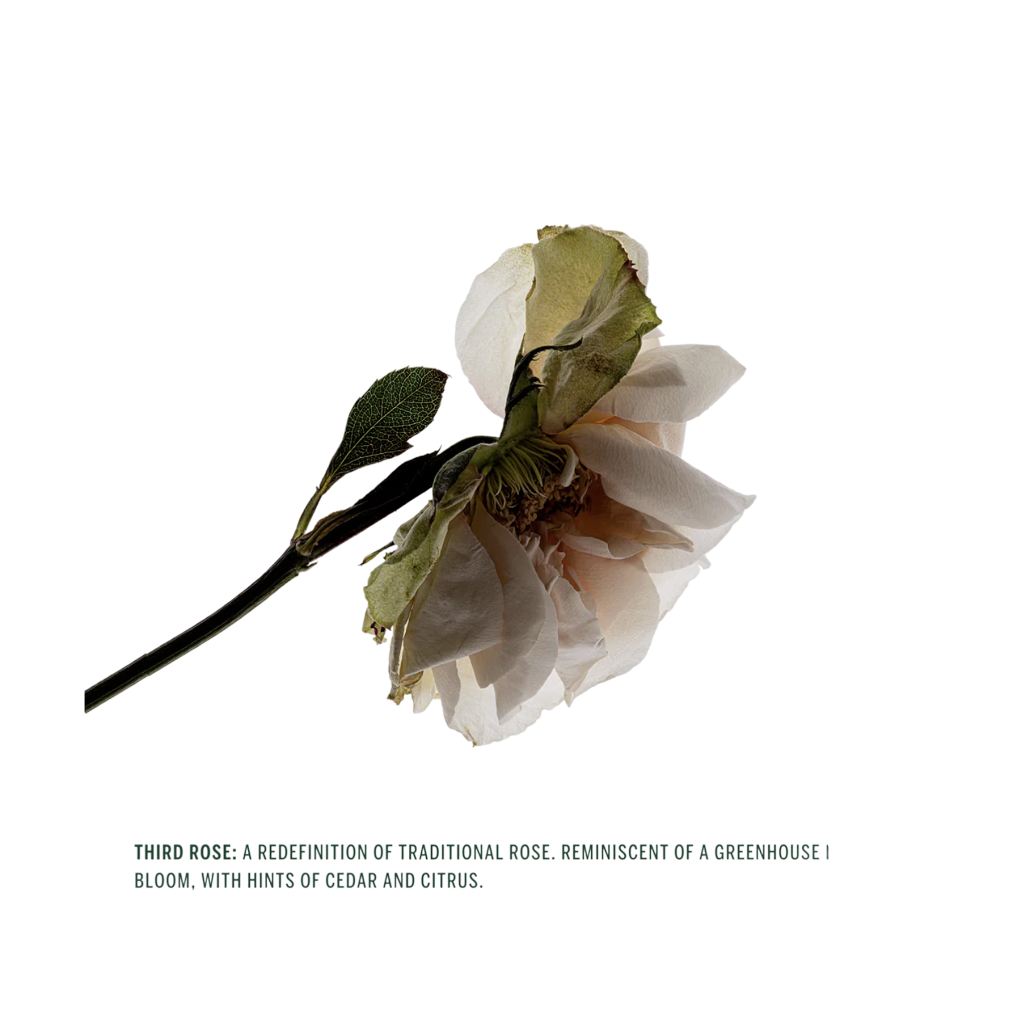 Deodorant Stick - Third Rose